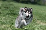 CHIEN FINNOIS DE LAPONIE 136
